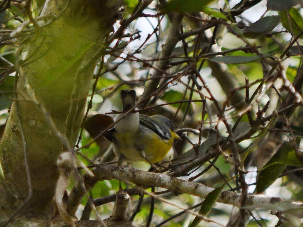 Tropical Parula - ML644677985