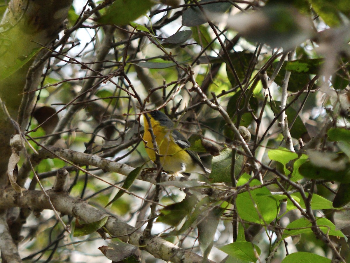 Tropical Parula - ML644677986