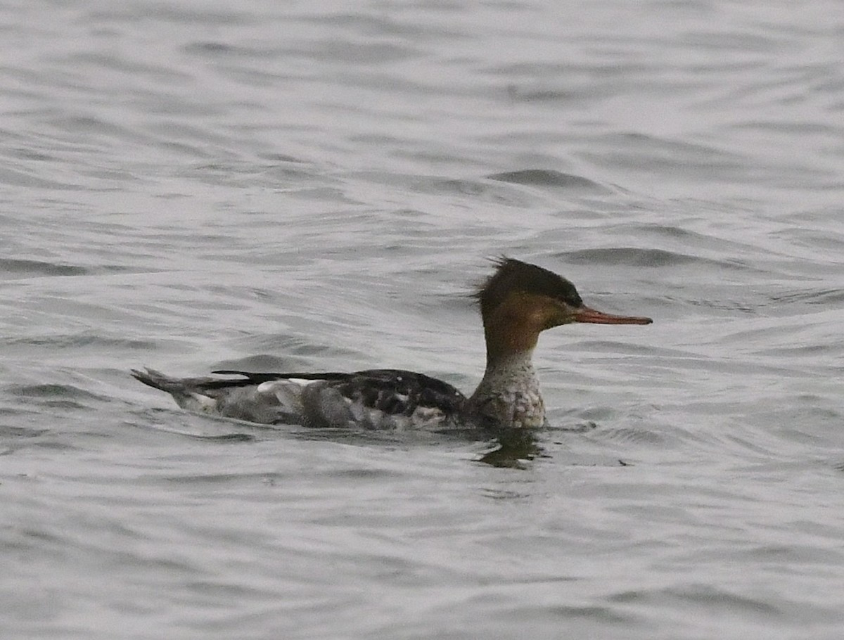 Red-breasted Merganser - ML644677987