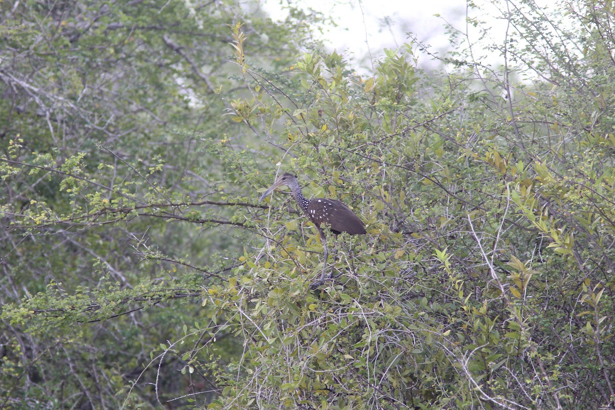 Арама - ML644677988