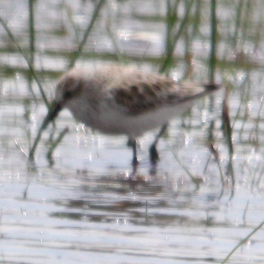 Western Sandpiper - ML644677991