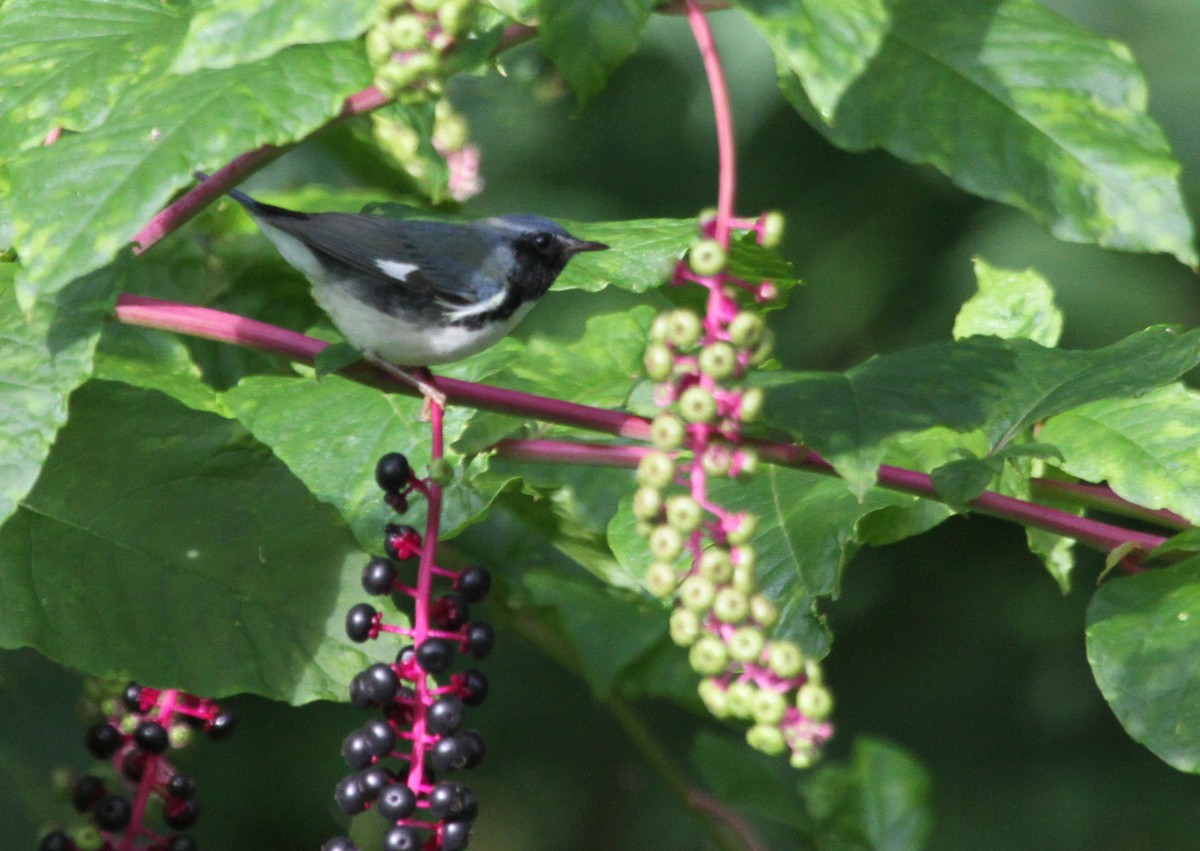Black-throated Blue Warbler - ML644677994