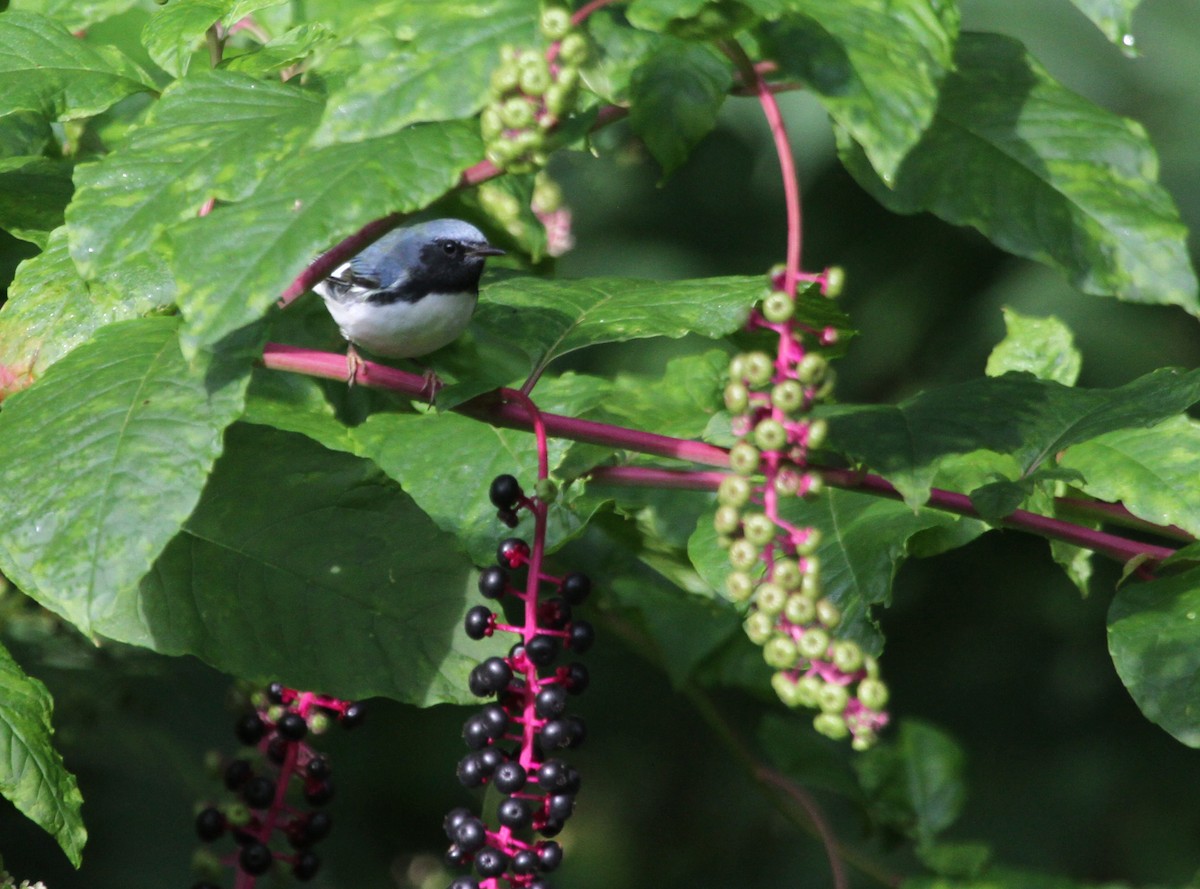 Black-throated Blue Warbler - ML644677995