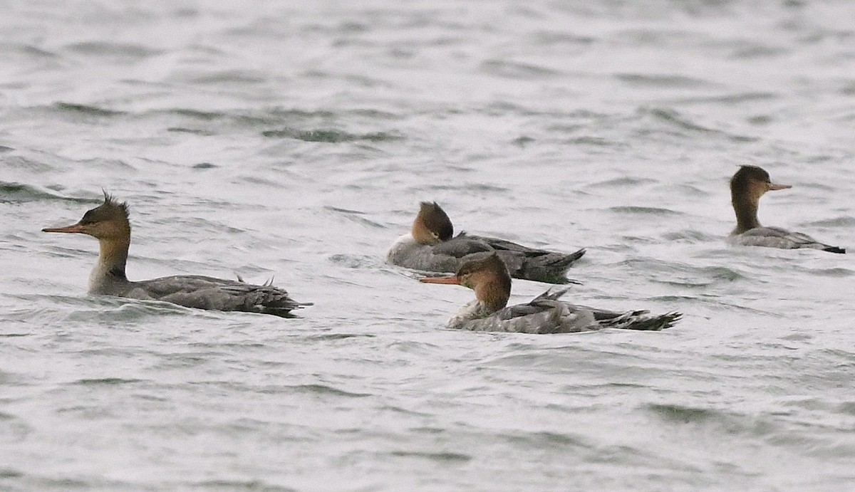Red-breasted Merganser - ML644677997