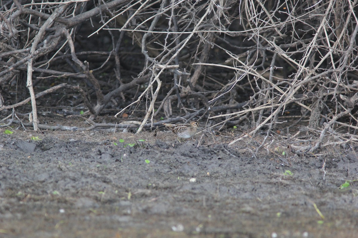 Баранець американський - ML644678007