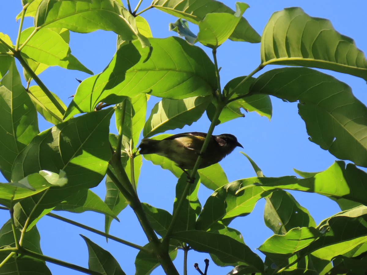 Bananaquit - ML644678010