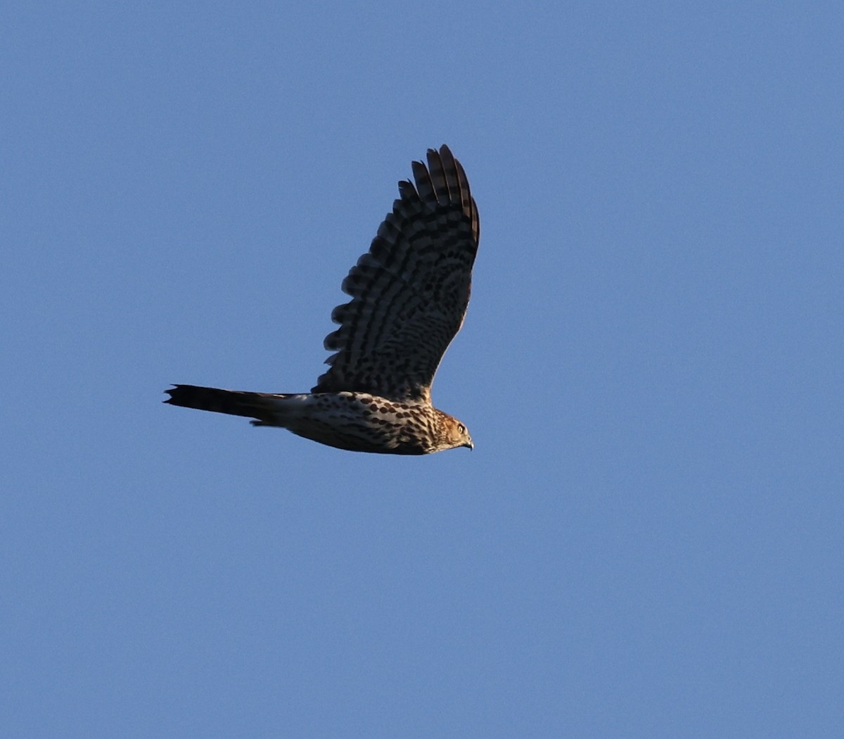 trostehauk - ML644678011