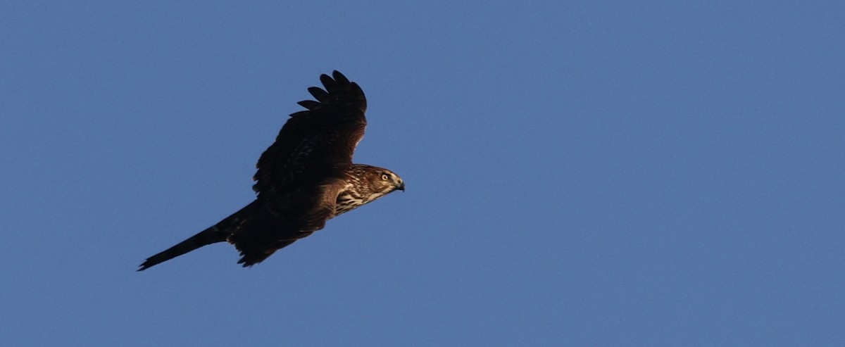 trostehauk - ML644678012