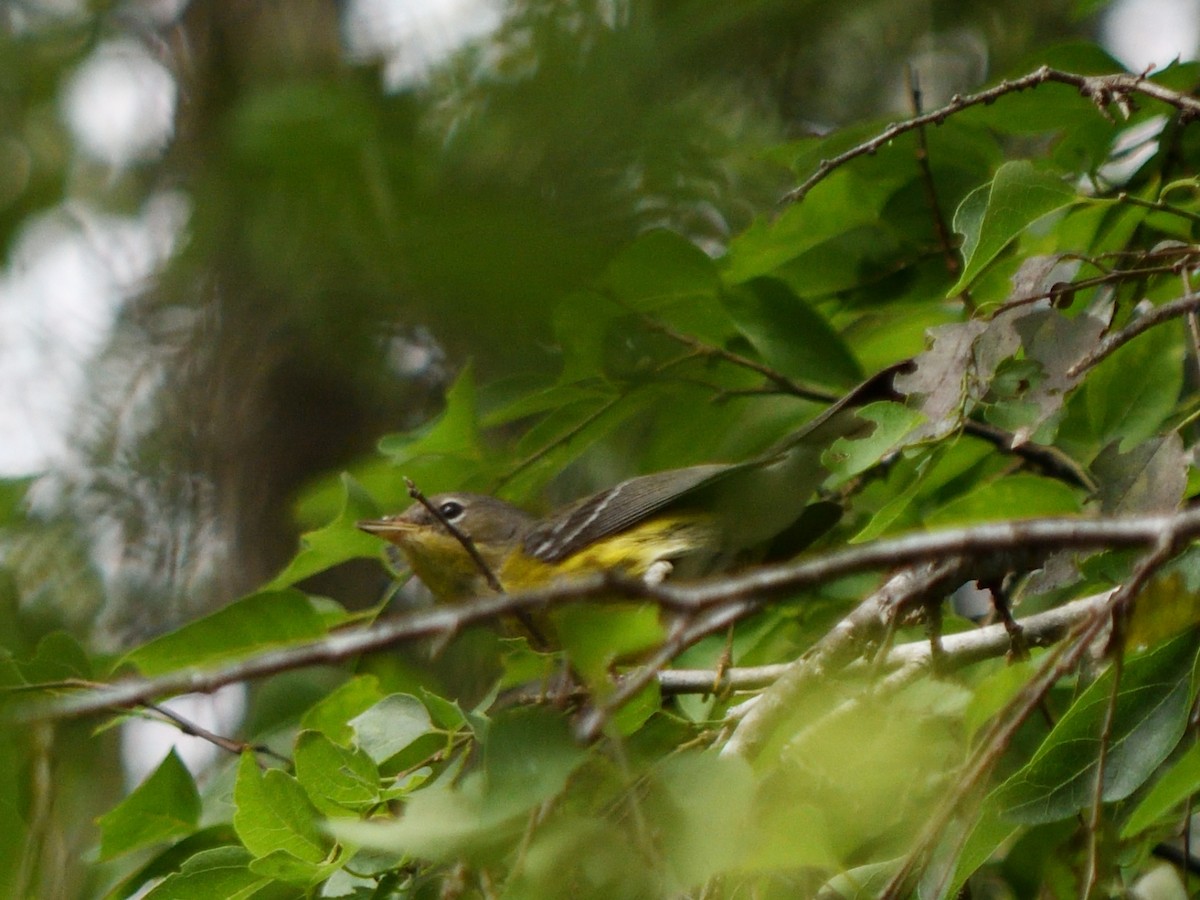 Magnolia Warbler - ML644678019