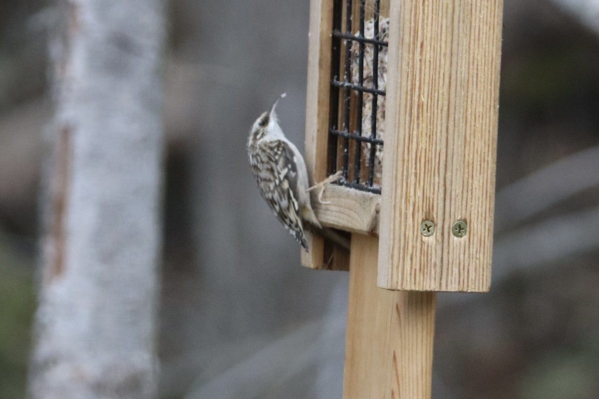 Brown Creeper - ML644678022