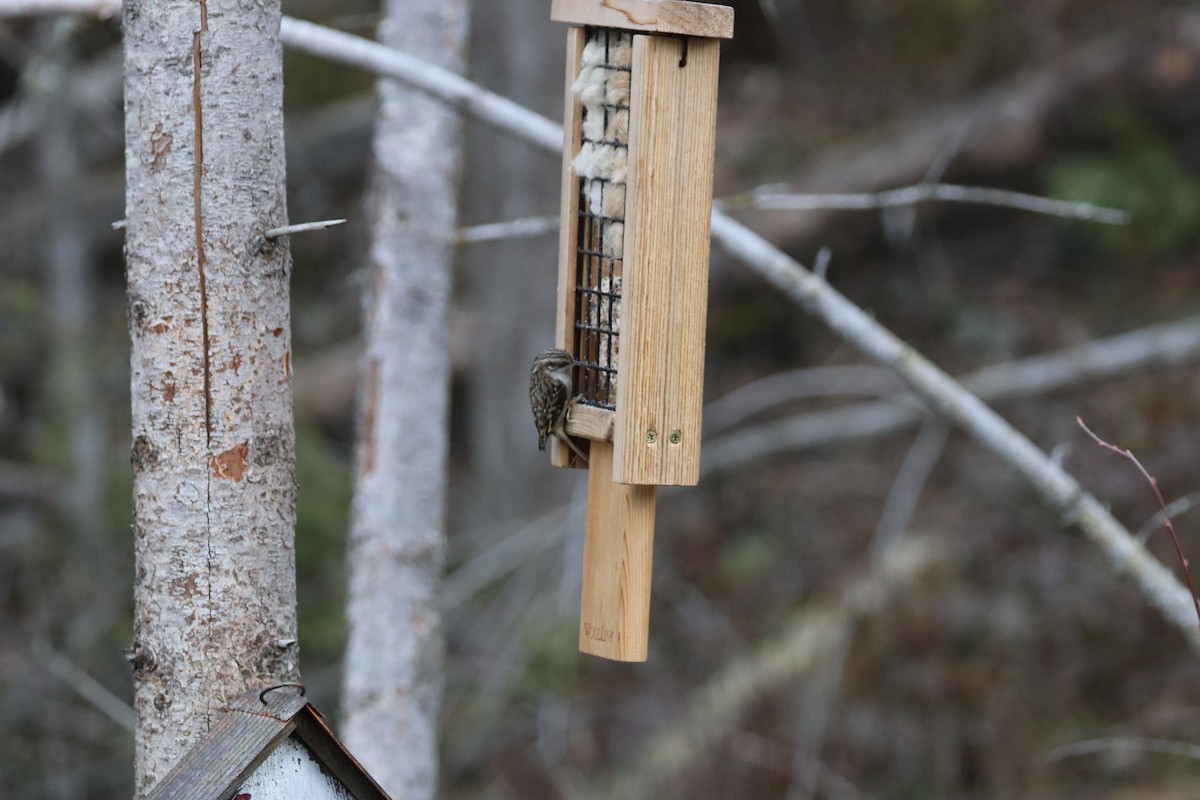 Brown Creeper - ML644678024