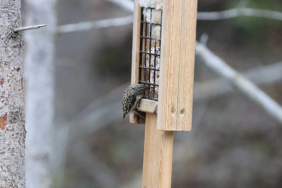 Brown Creeper - ML644678025