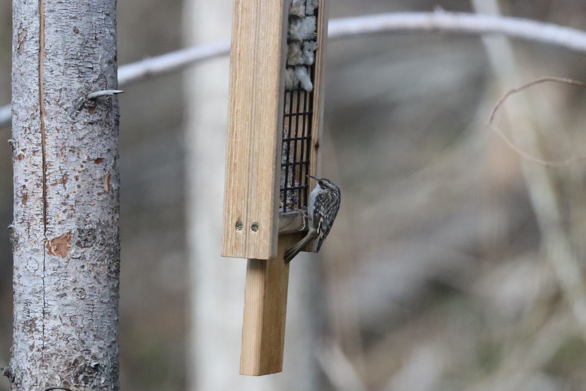 Brown Creeper - ML644678026