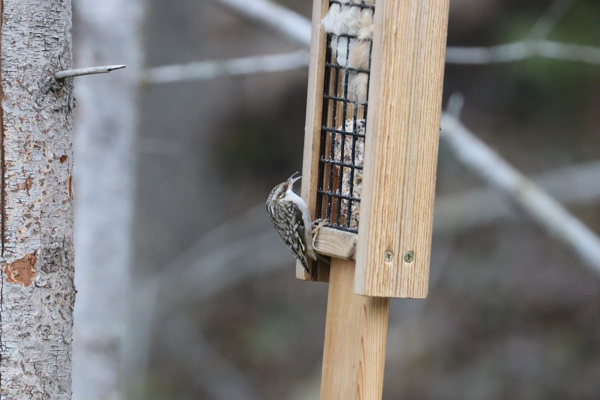 Brown Creeper - ML644678027
