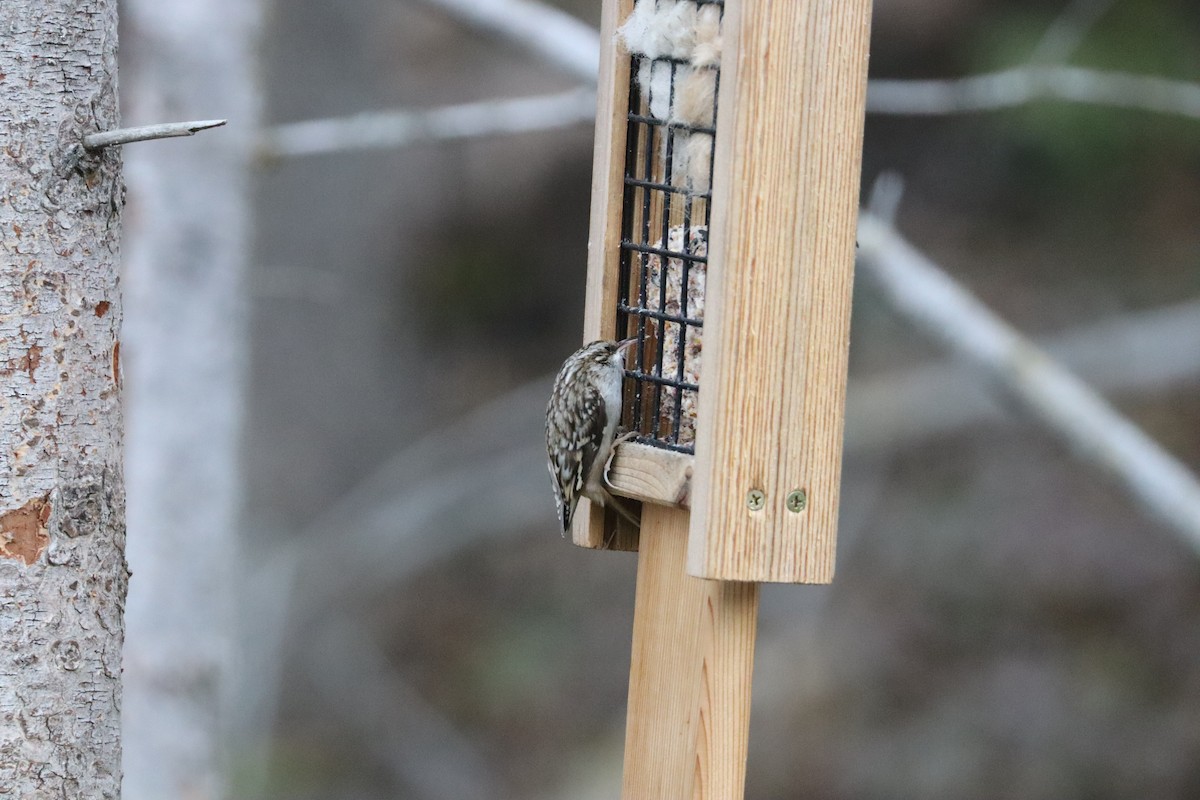 Brown Creeper - ML644678028