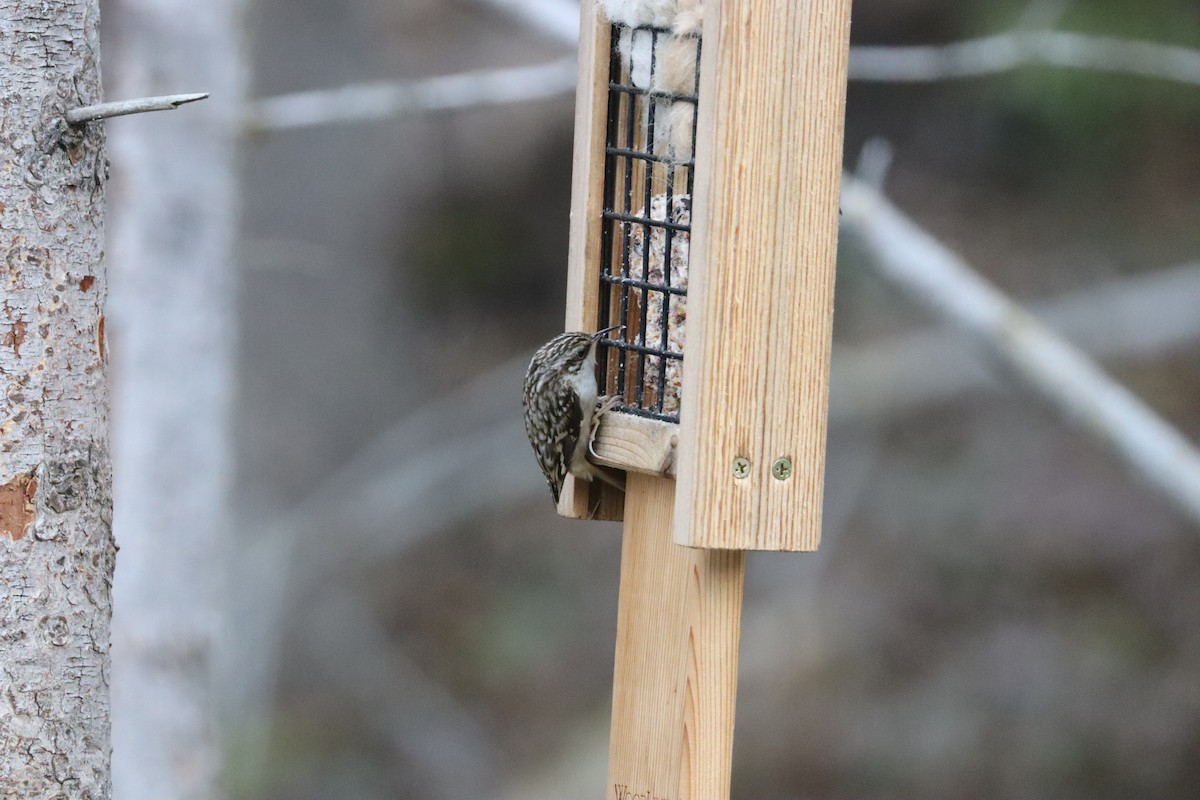 Brown Creeper - ML644678029