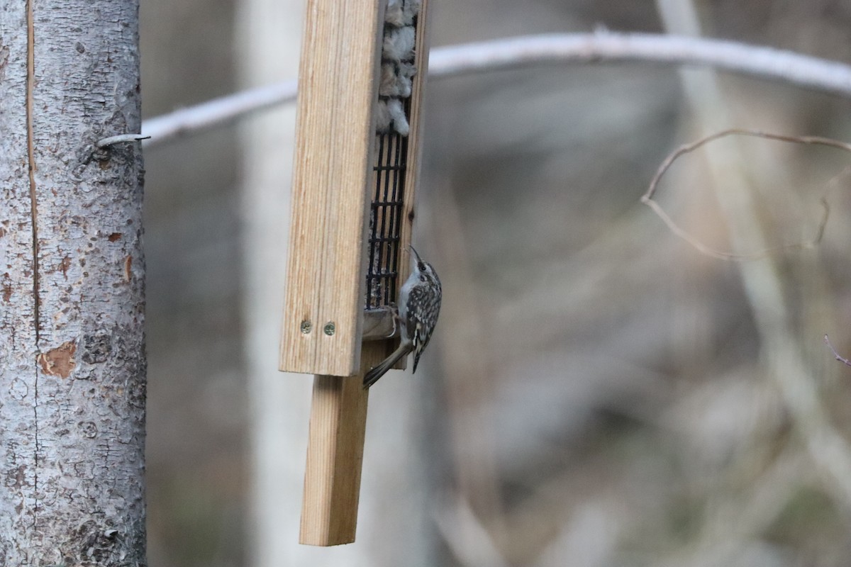 Brown Creeper - ML644678030