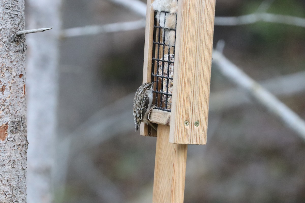 Brown Creeper - ML644678031