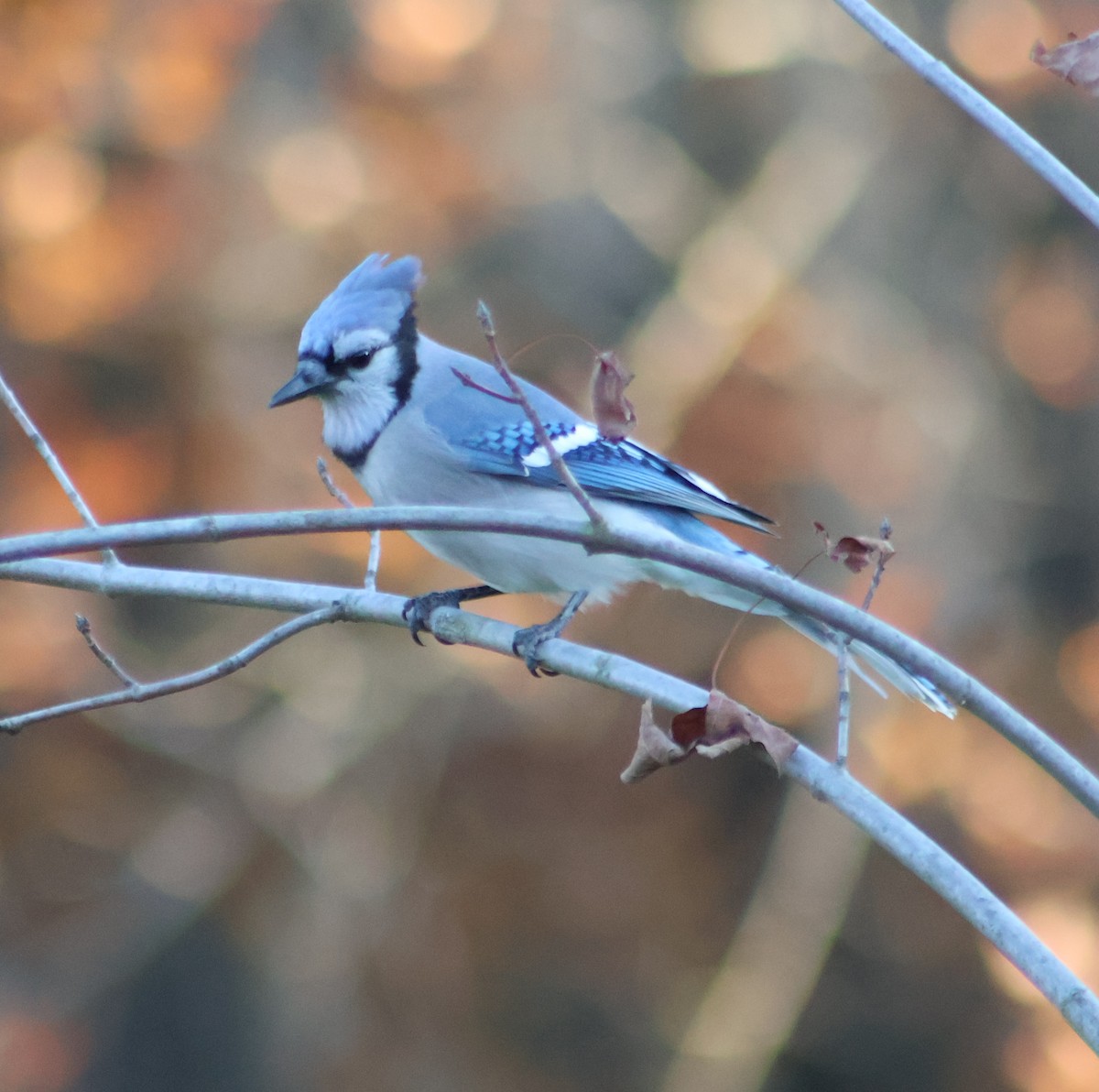 Blue Jay - ML644678032