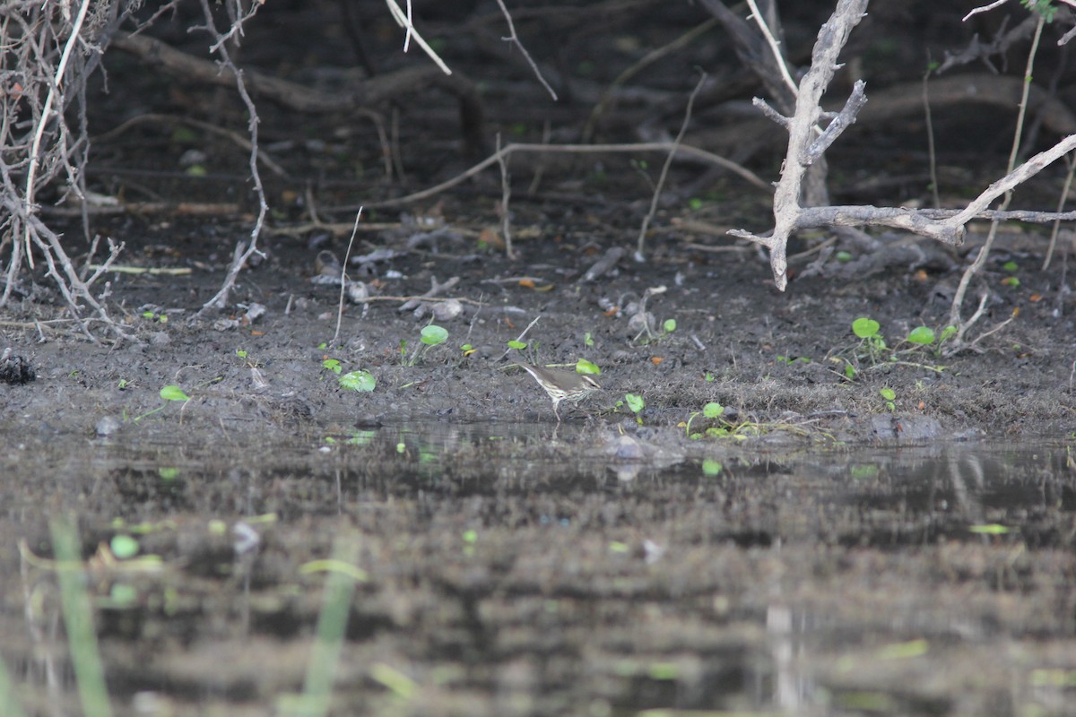 Смугастоволець річковий - ML644678033