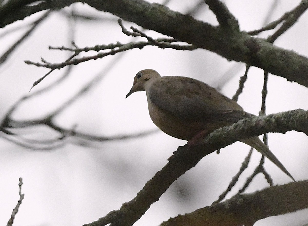 Mourning Dove - ML644678034