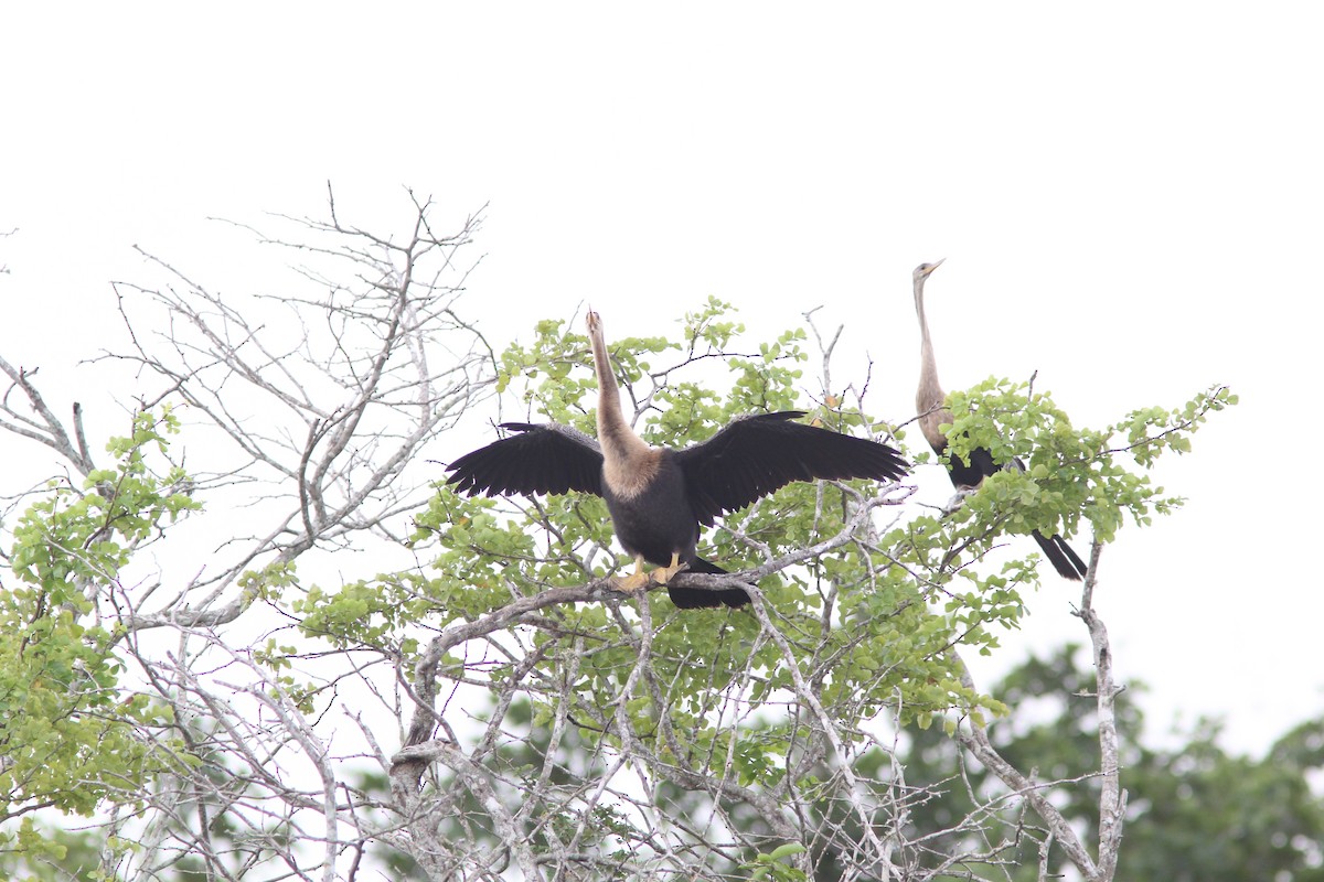 Змієшийка американська - ML644678041