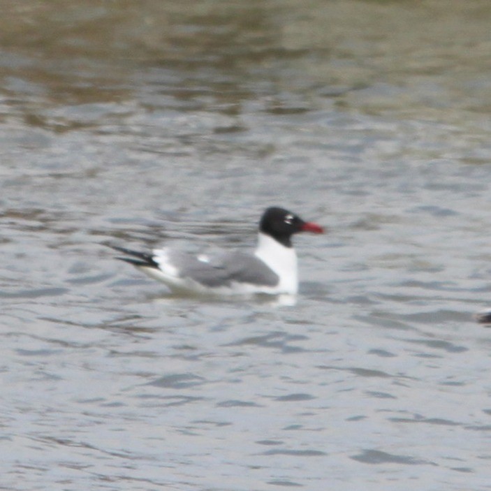 Gabbiano sghignazzante - ML644678042