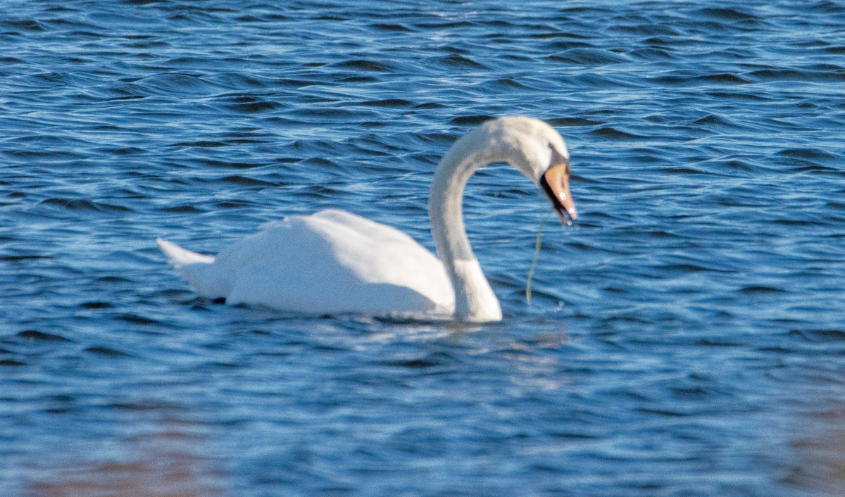疣鼻天鵝 - ML644678046