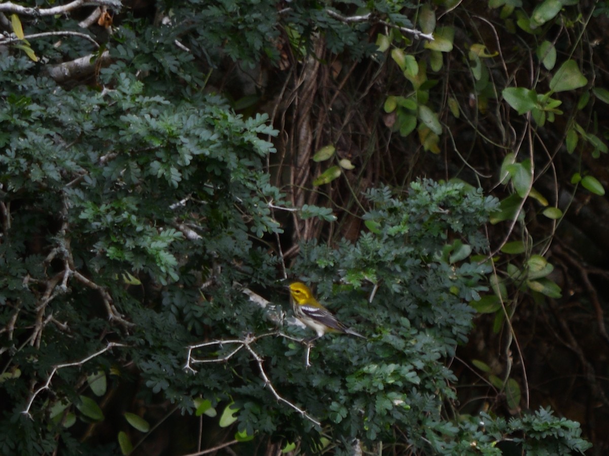 Black-throated Green Warbler - ML644678048