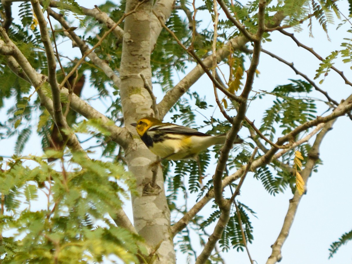 Black-throated Green Warbler - ML644678049