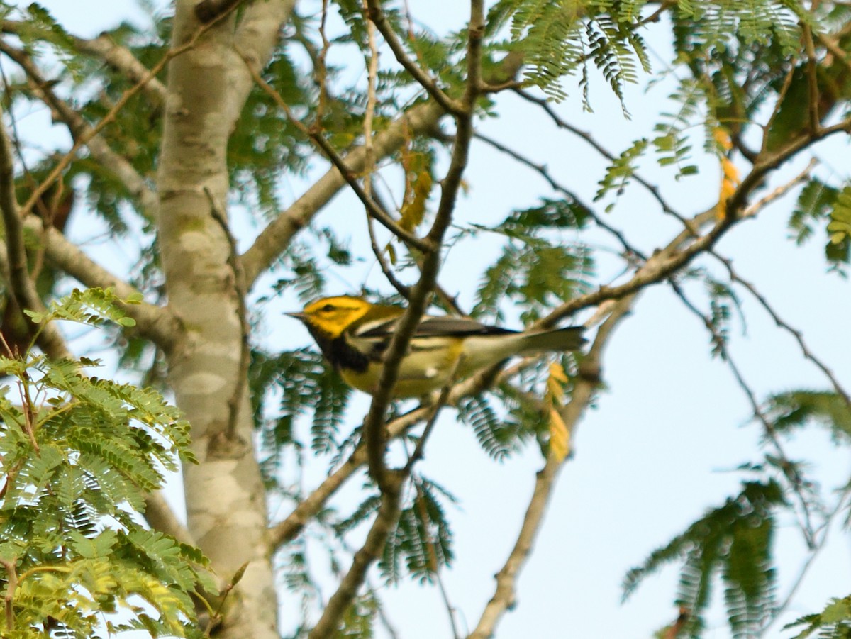 Black-throated Green Warbler - ML644678050