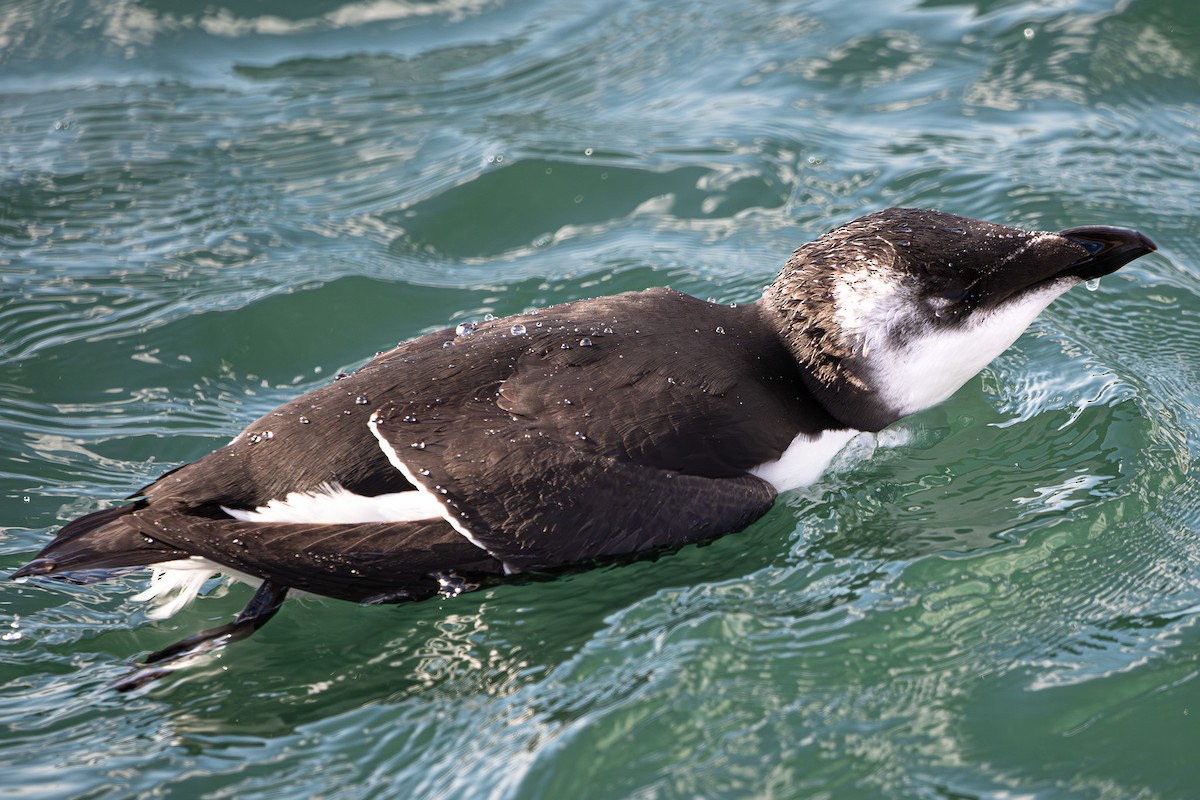 Razorbill - ML644678052