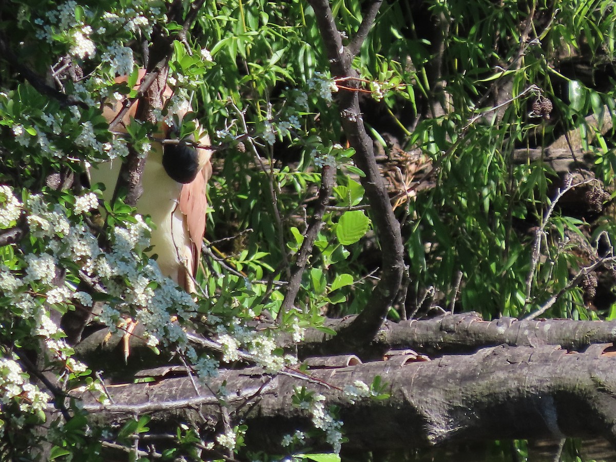 Nankeen Night Heron - ML644678054