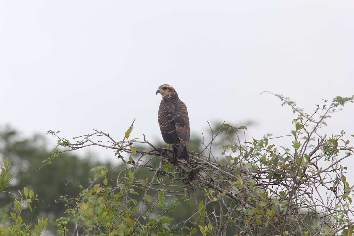 Шуліка-слимакоїд червоноокий - ML644678061