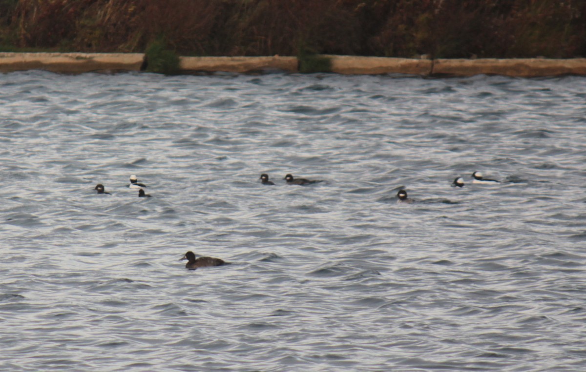 Гоголь-головастик - ML644678062