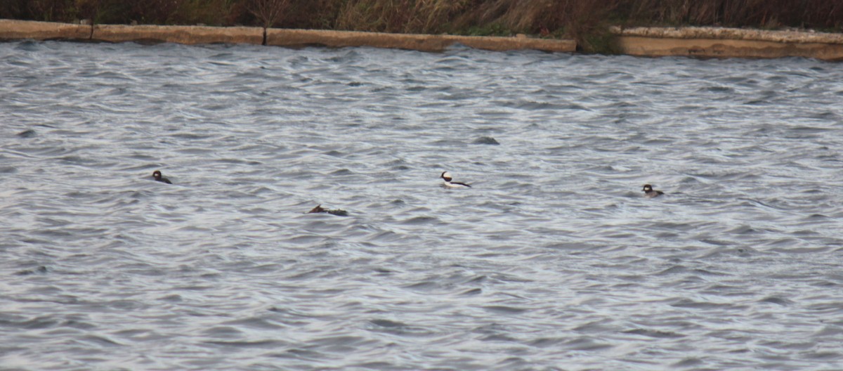 Гоголь-головастик - ML644678063