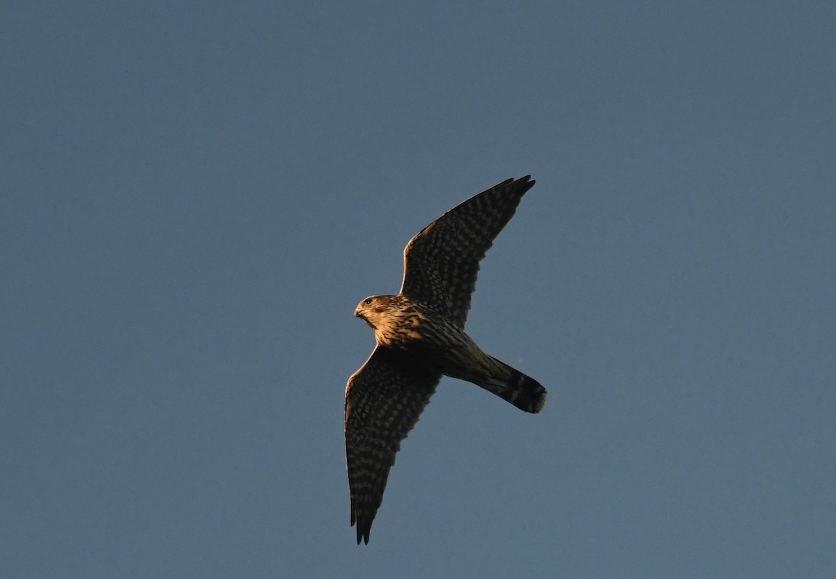 Merlin - ML644678068