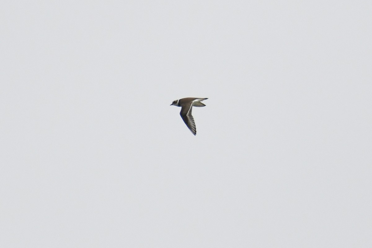 Semipalmated Plover - ML644678069