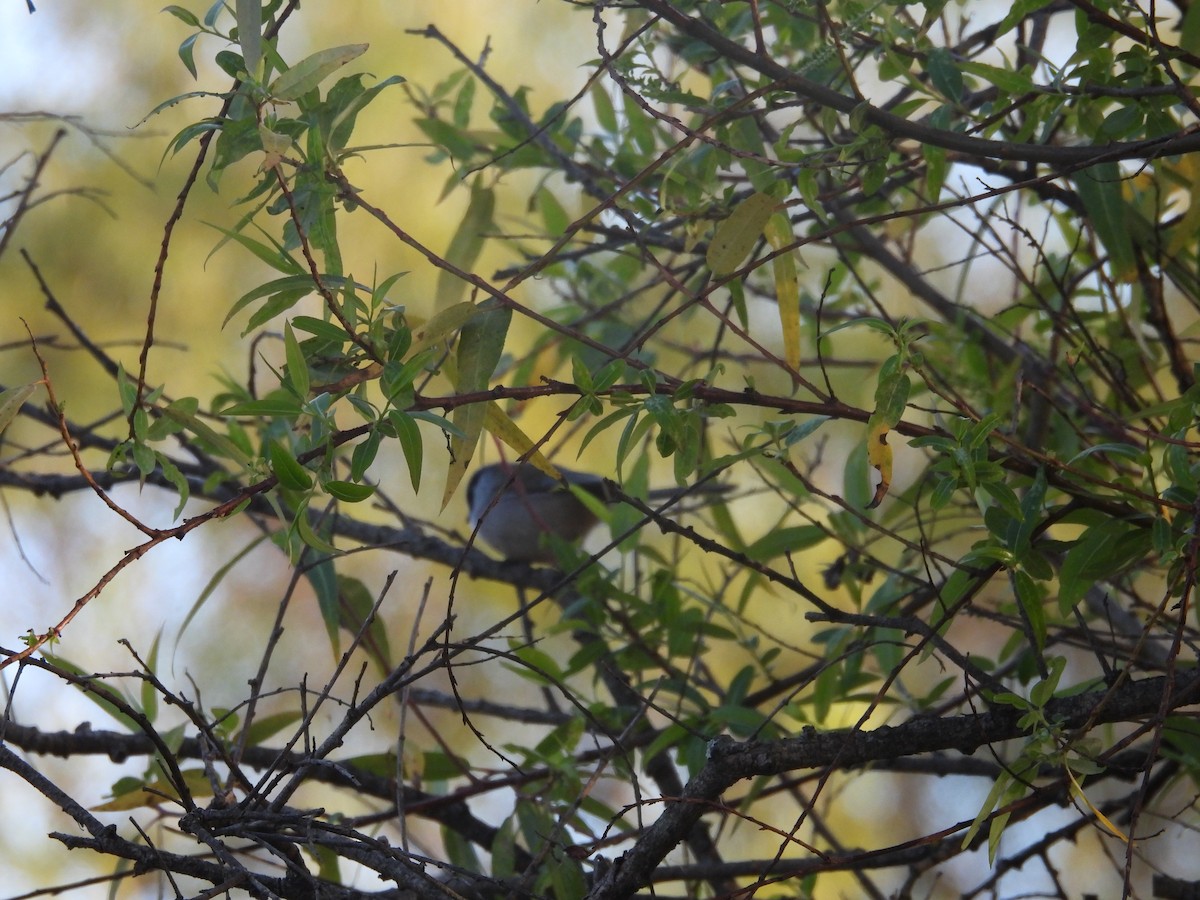 Bushtit - ML644678070