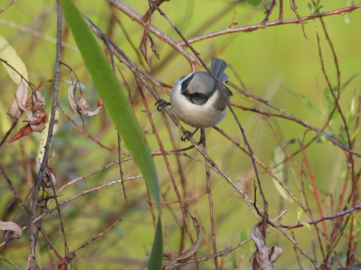 Bushtit - ML644678071