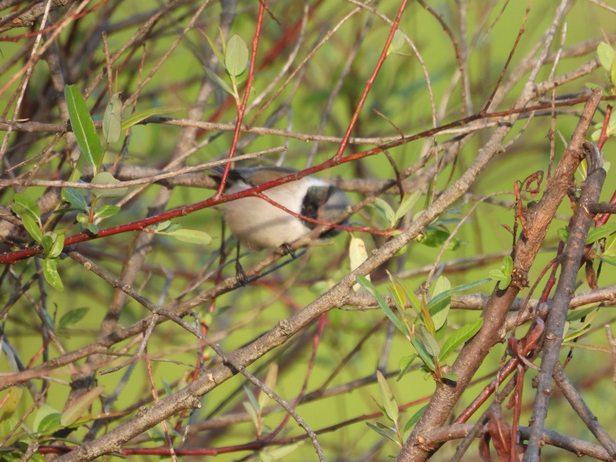 Bushtit - ML644678072