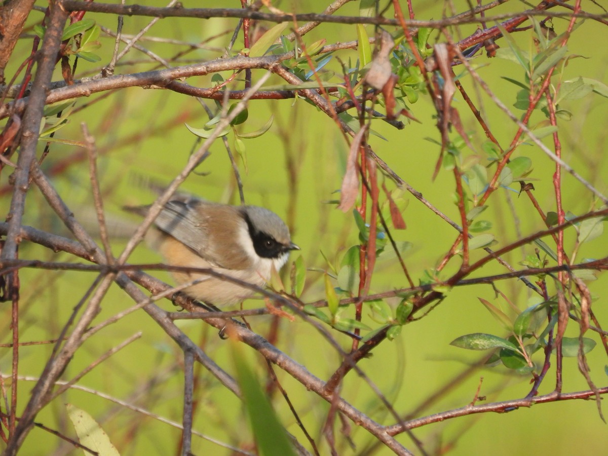 Bushtit - ML644678073