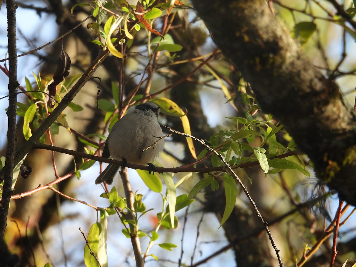 Bushtit - ML644678074