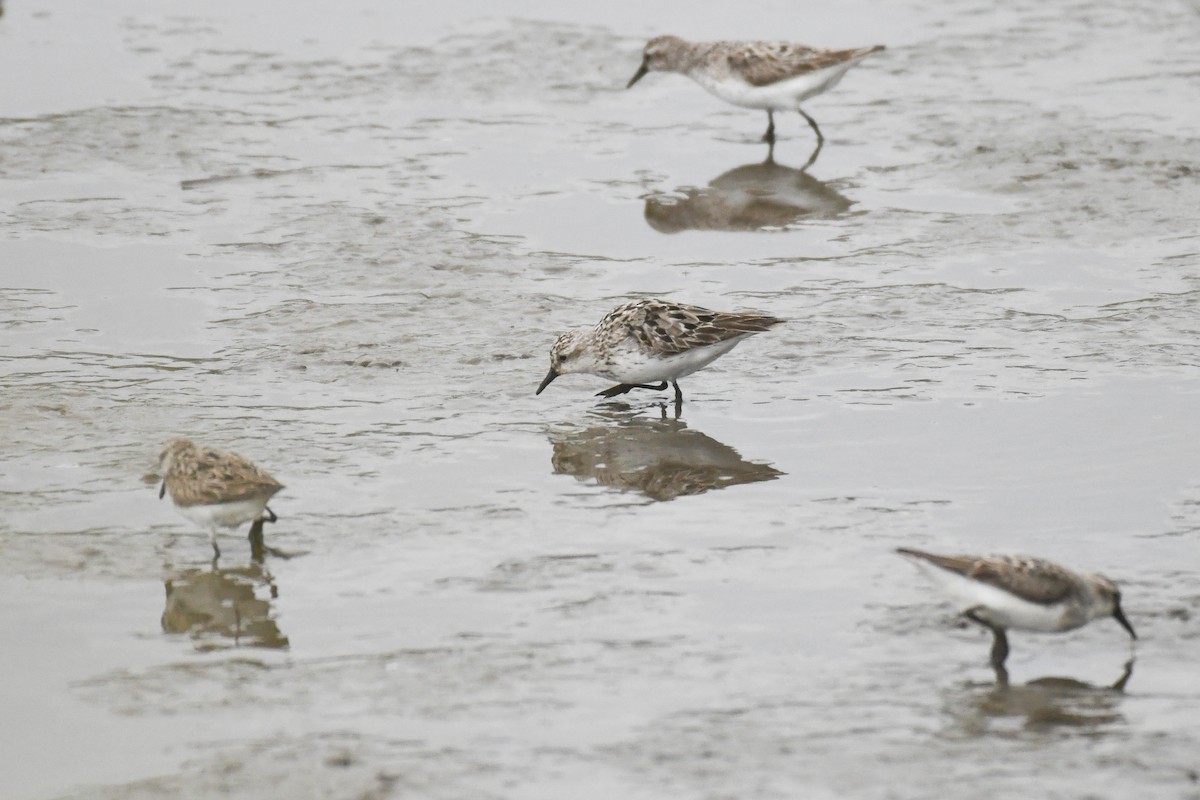 sandsnipe - ML644678075