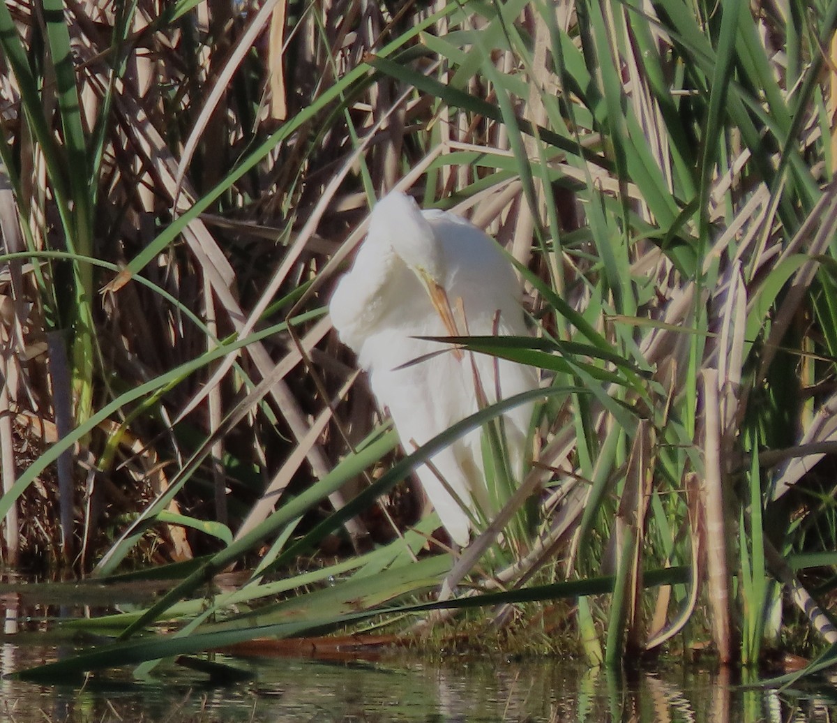 Silberreiher - ML644678076