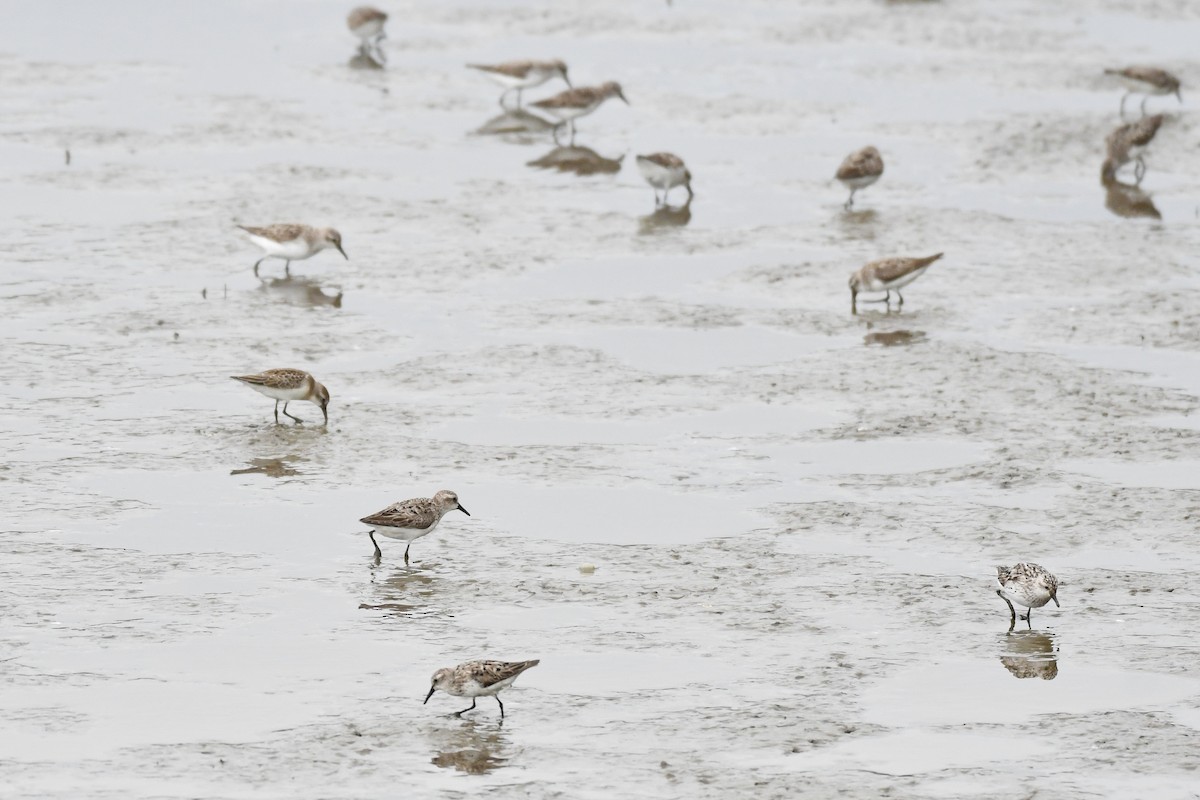 sandsnipe - ML644678078