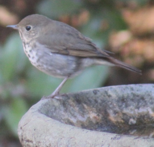 Hermit Thrush - ML644678079