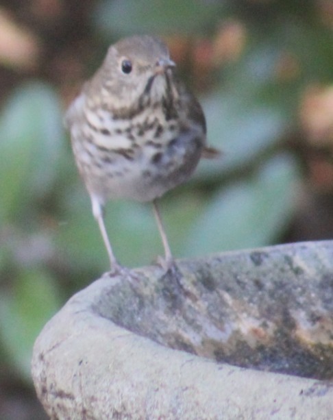 Hermit Thrush - ML644678080