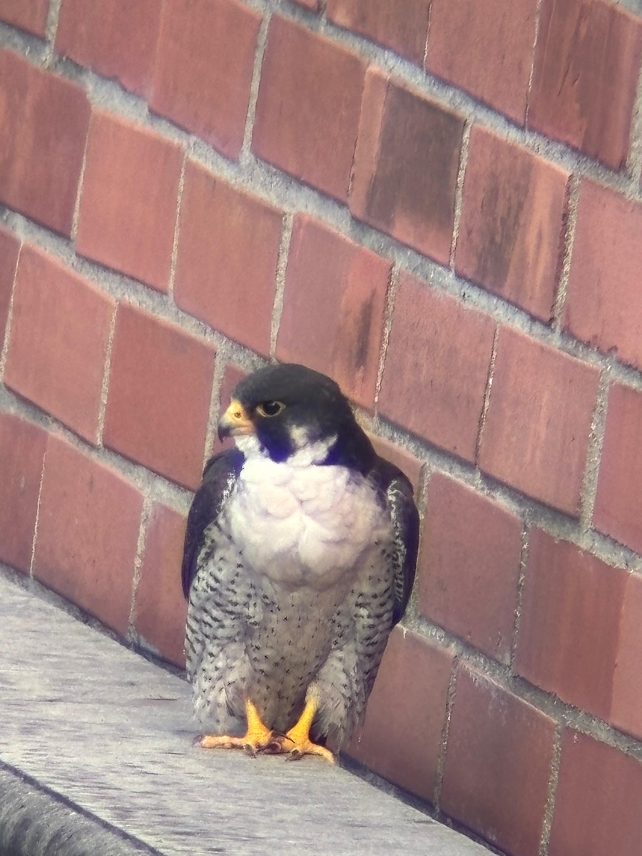 Peregrine Falcon - ML644678084