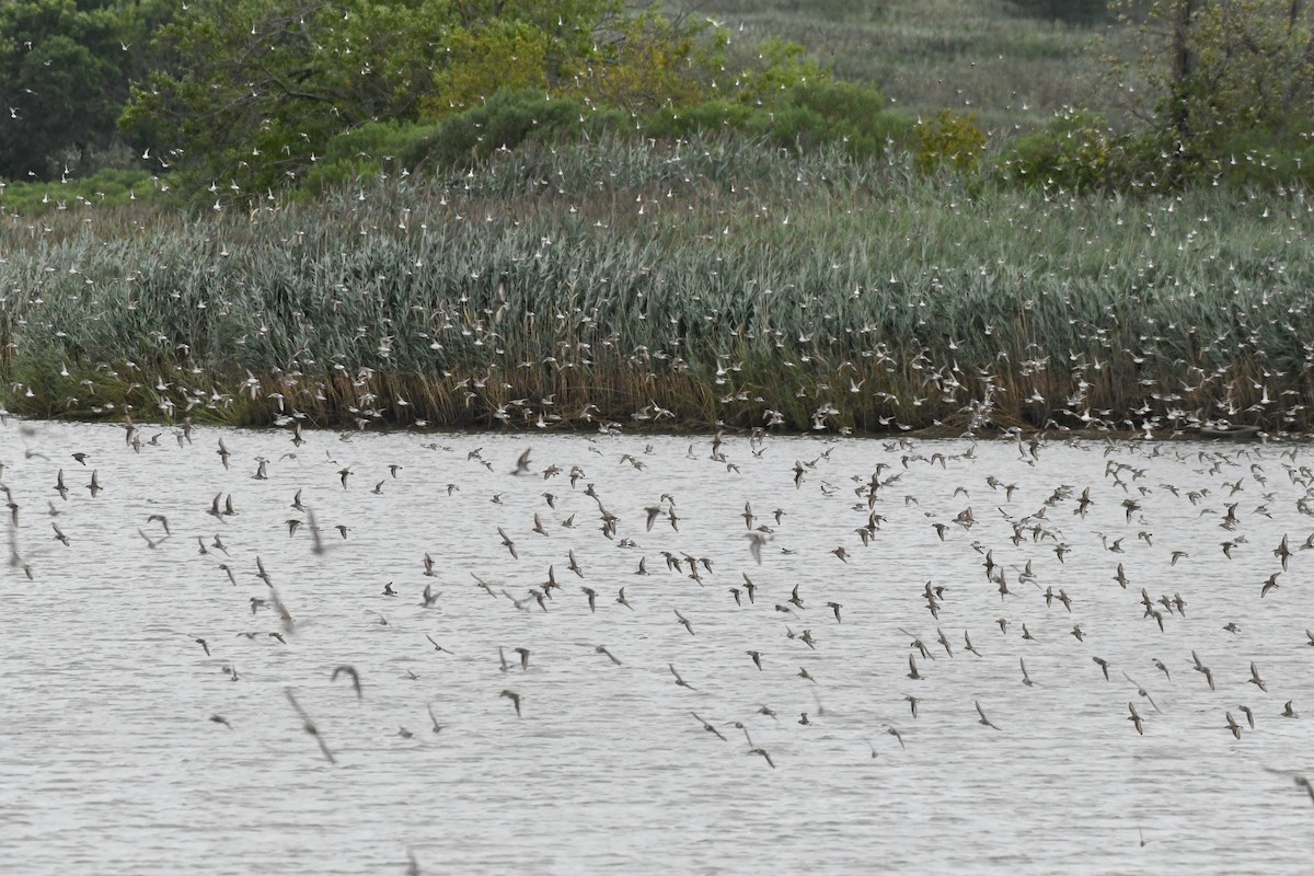 sandsnipe - ML644678085